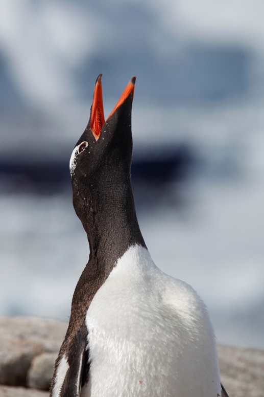 gentoo calling